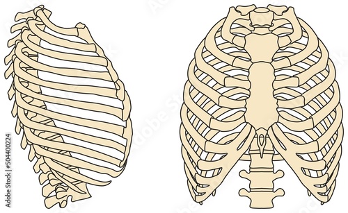 Human rib cage anatomy infographic diagram structure and parts bones sternum cartilage xiphoid process vertebra 3d illustration cartoon vector drawing medical science education scheme ribcage chart