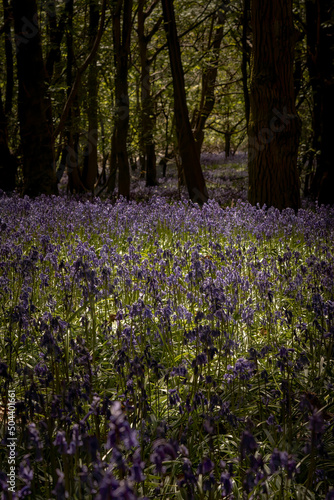British woodland scene with dark trees and bluebells