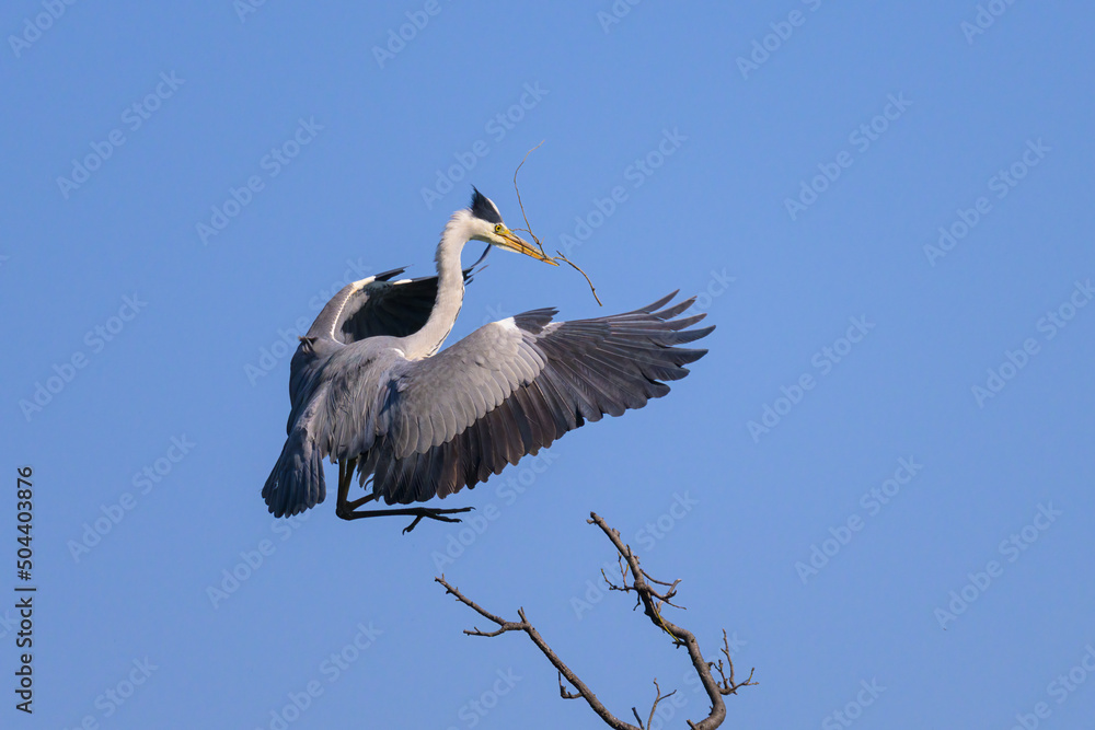 Obraz premium A grey heron landing on a tree, twig in beak