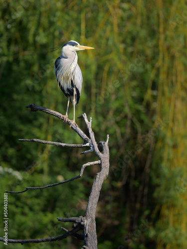A grey heron standing near a pond