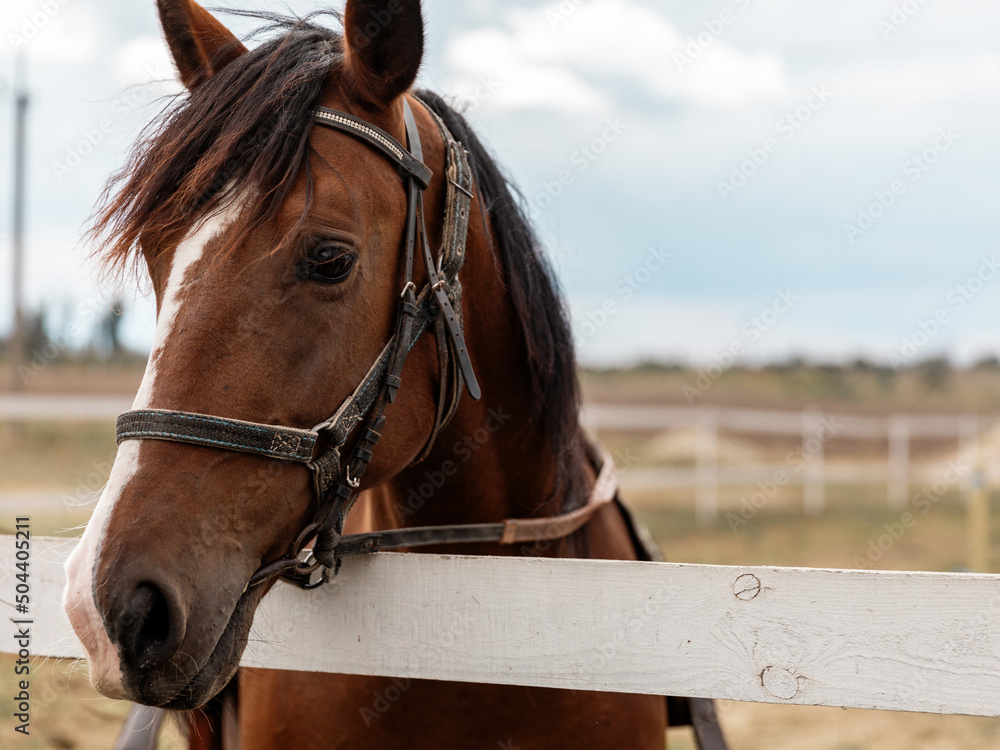 Obraz premium Close-up half face portrait of racing brown saddled hourse standing in paddock next to wooden fence at summer day