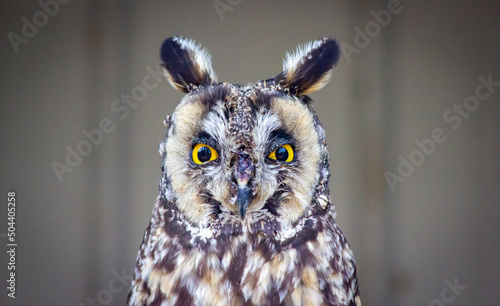 A long eared owl standing on a perch at the birds of prey wildlife rehabilitation centre in Coaldale Alberta Canada. © Ramon Cliff