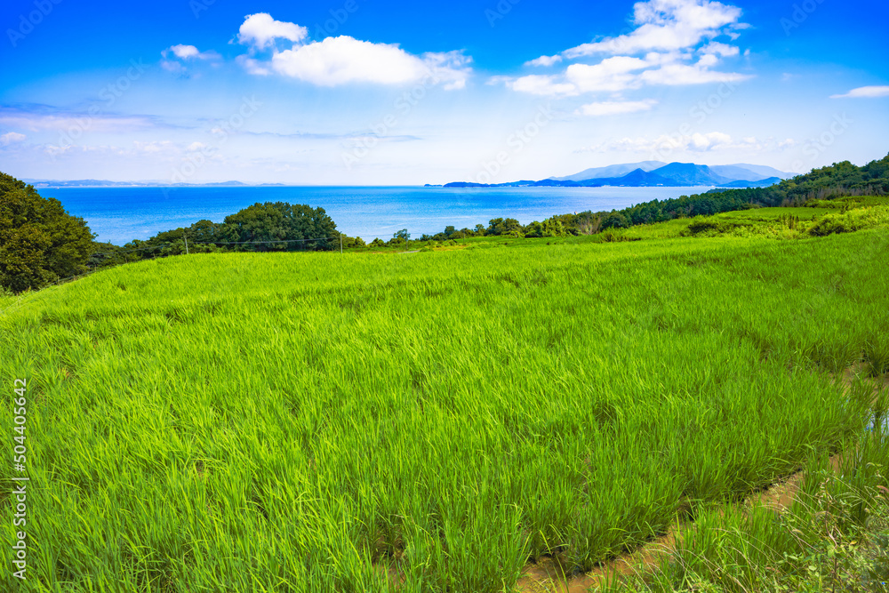 Fototapeta premium Dramatic Landscape of Rice Terraces in Teshima Island in Kagawa Prefecture in Japan in Summer, Travel or Agriculture Background, Food Industry