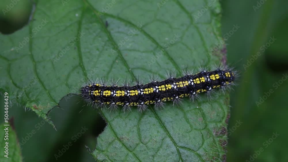 Catapillar of Scarlet Tiger Moth, Callimorpha dominula, feeding on Green Alkanet leaf. Spring. UK Catapillar of Scarlet Tiger Moth, Callimorpha dominula, feeding on Green Alkanet leaf. Spring. UK