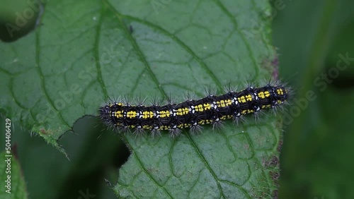 Catapillar of Scarlet Tiger Moth, Callimorpha dominula, feeding on Green Alkanet leaf. Spring. UK photo