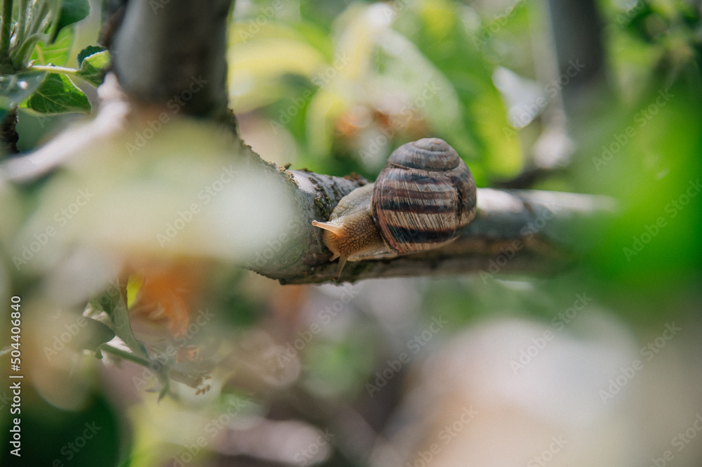 Big snail on the tree in the garden Big snail on the tree in the garden