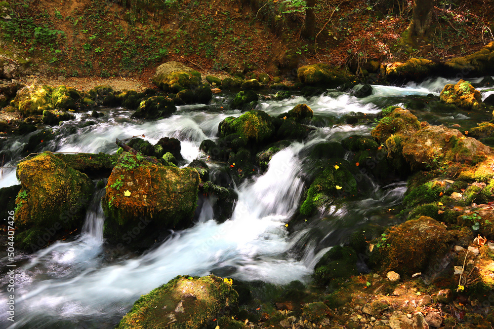 Foreast stream in summer day