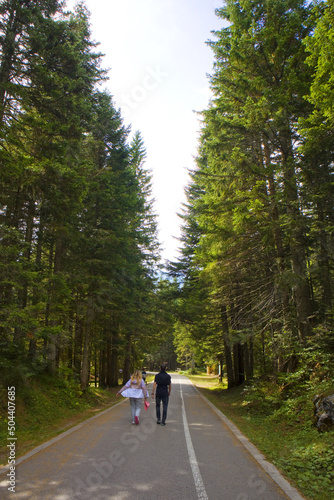 Spruce forest in Durmitor National Park in Montenegro