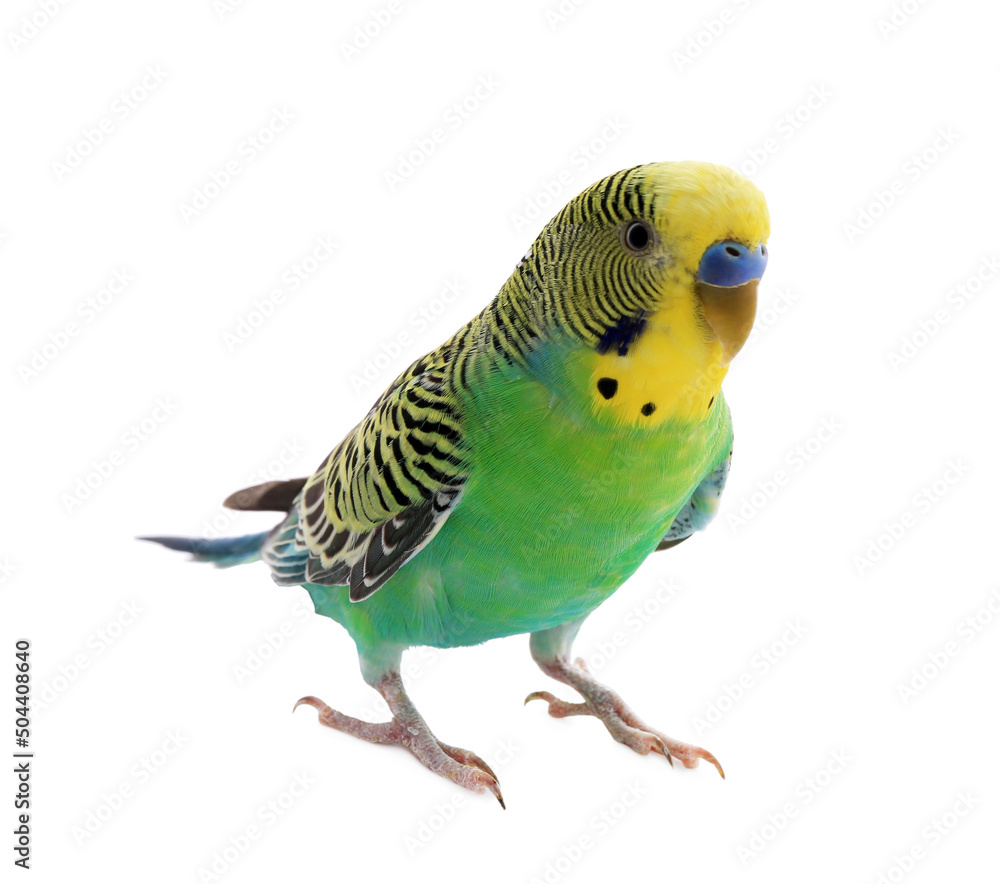 Fototapeta premium Beautiful parrot isolated on white. Exotic pet