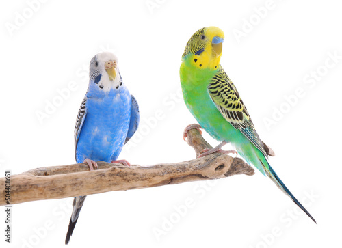 Two beautiful parrots perched on branch against white background. Exotic pets