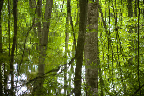 Forest reflected in the water, Nymphenburger Park in Munic © Dagmar Breu