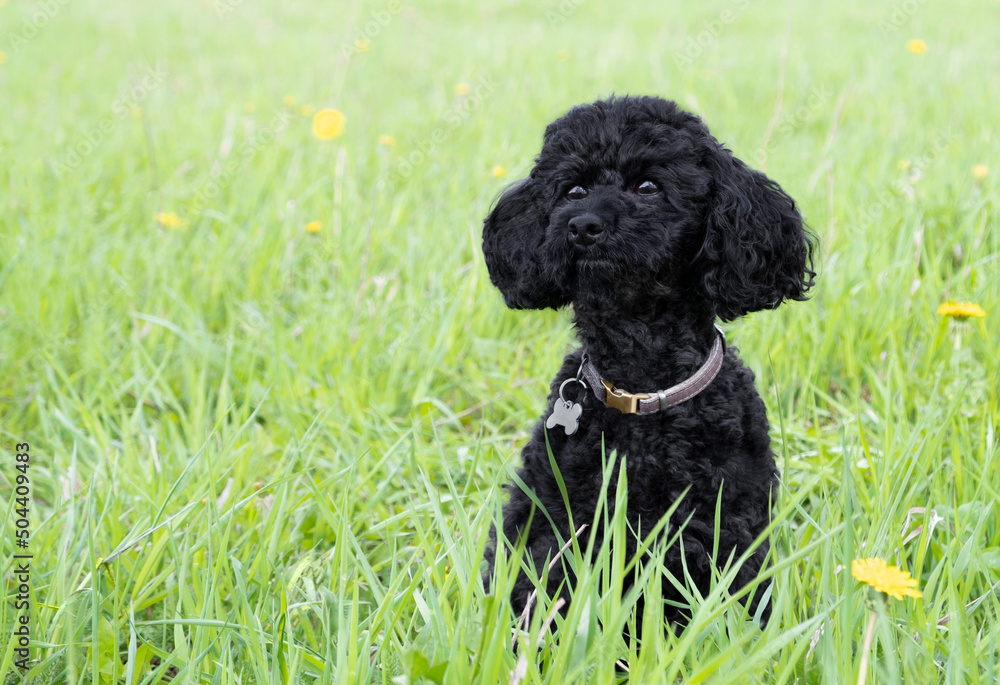 Black toy poodle in the field against the background of green grass Black toy poodle in the field against the background of green grass