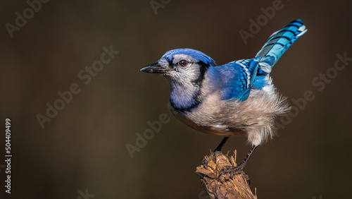 Photography Blue Jay