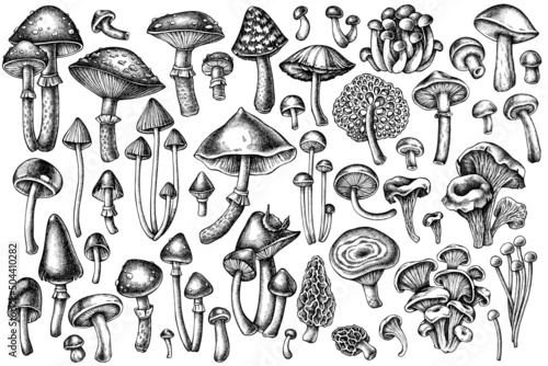 Forest mushrooms vintage vector illustrations collection. Black and white mushrooms, fly agaric, blewit, etc.