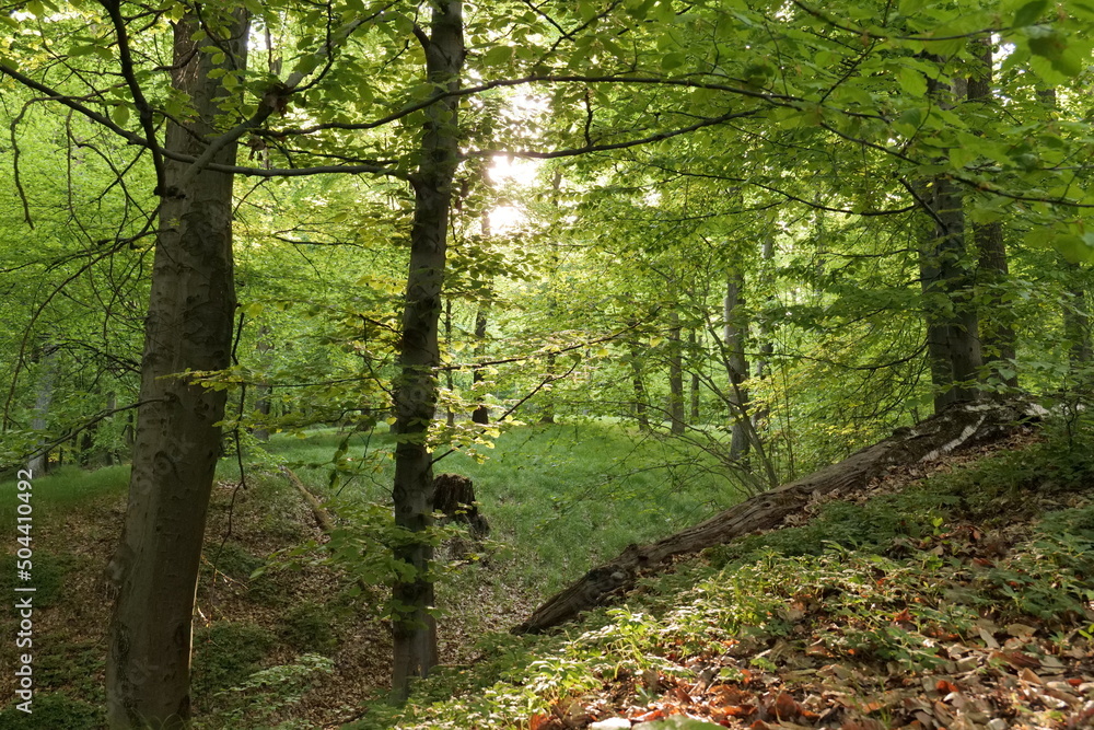 Fototapeta premium Spring European forest. Reserve near Krakow (Poland).