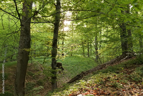 Fototapeta Naklejka Na Ścianę i Meble -  Spring European forest. Reserve near Krakow (Poland).