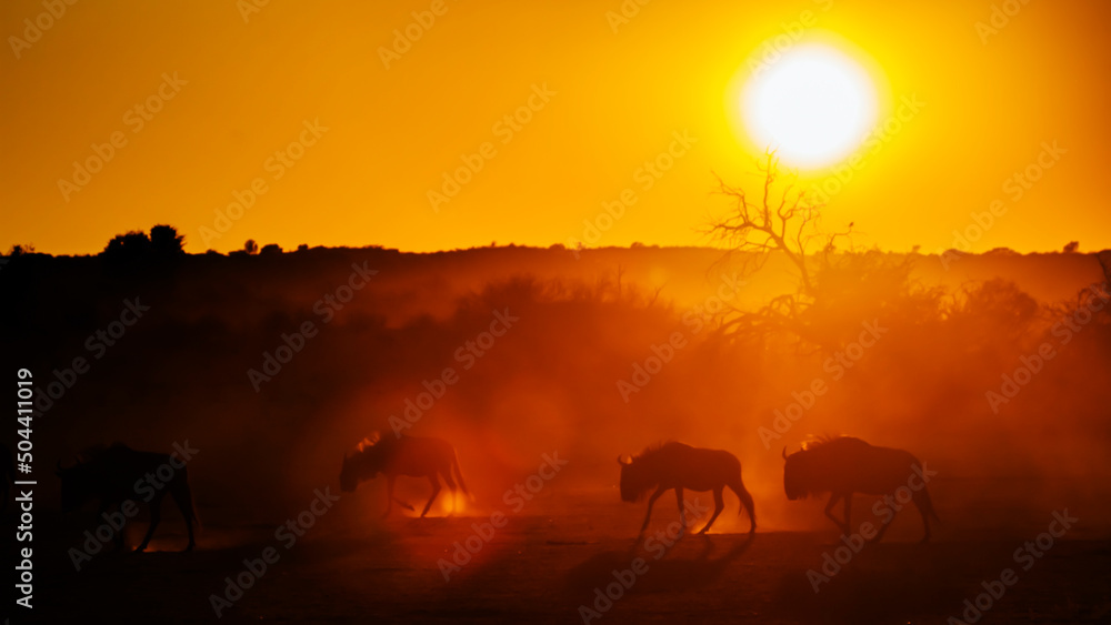 Small group of Blue wildebeest backlit at sunset in Kgalagadi transfrontier park, South Africa ; Specie Connochaetes taurinus family of Bovidae Small group of Blue wildebeest backlit at sunset in Kgalagadi transfrontier park, South Africa ; Specie Connochaetes taurinus family of Bovidae