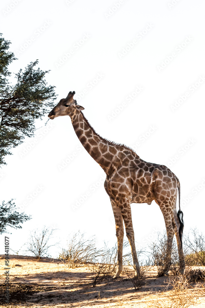 Obraz premium Giraffe eating isolated in white background in Kgalagadi transfrontier park, South Africa ; Specie Giraffa camelopardalis family of Giraffidae