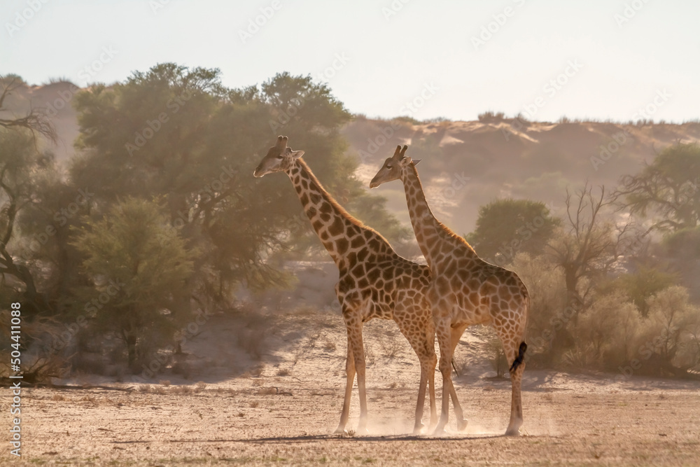 Obraz premium Two Giraffes early morning in dry land in Kgalagadi transfrontier park, South Africa ; Specie Giraffa camelopardalis family of Giraffidae
