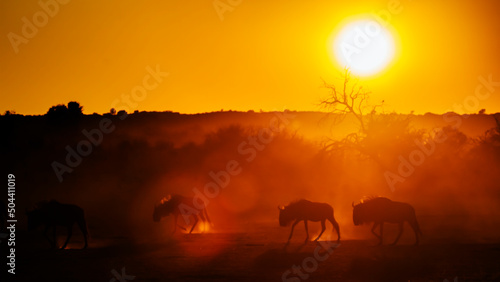 Small group of Blue wildebeest backlit at sunset in Kgalagadi transfrontier park, South Africa ; Specie Connochaetes taurinus family of Bovidae