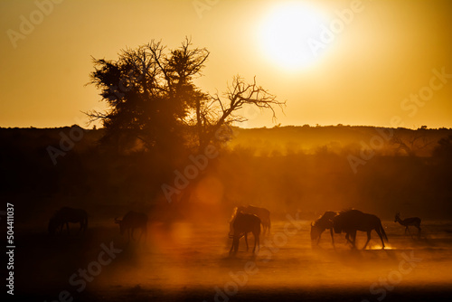 Small group of Blue wildebeest backlit  at sunset in Kgalagadi transfrontier park, South Africa   Specie Connochaetes taurinus family of Bovidae © PACO COMO