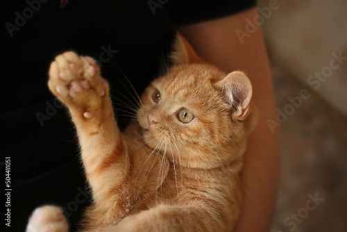 Ginger cat on the in the hands of the owner,waving paw.