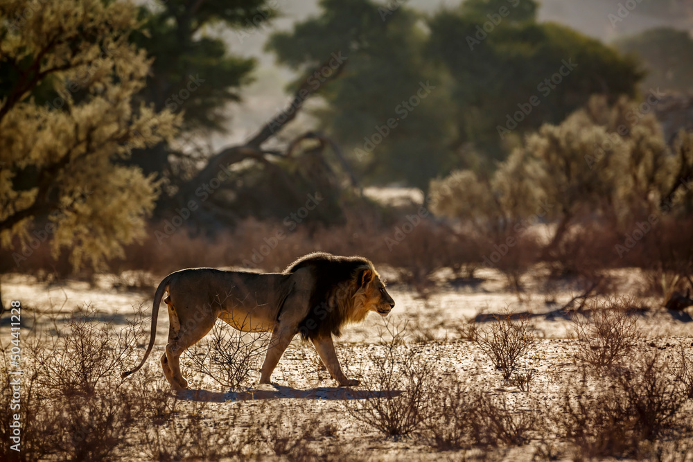 African lion male walking in sand dune at sunrise in Kgalagadi transfrontier park, South Africa; Specie panthera leo family of felidae African lion male walking in sand dune at sunrise in Kgalagadi transfrontier park, South Africa; Specie panthera leo family of felidae