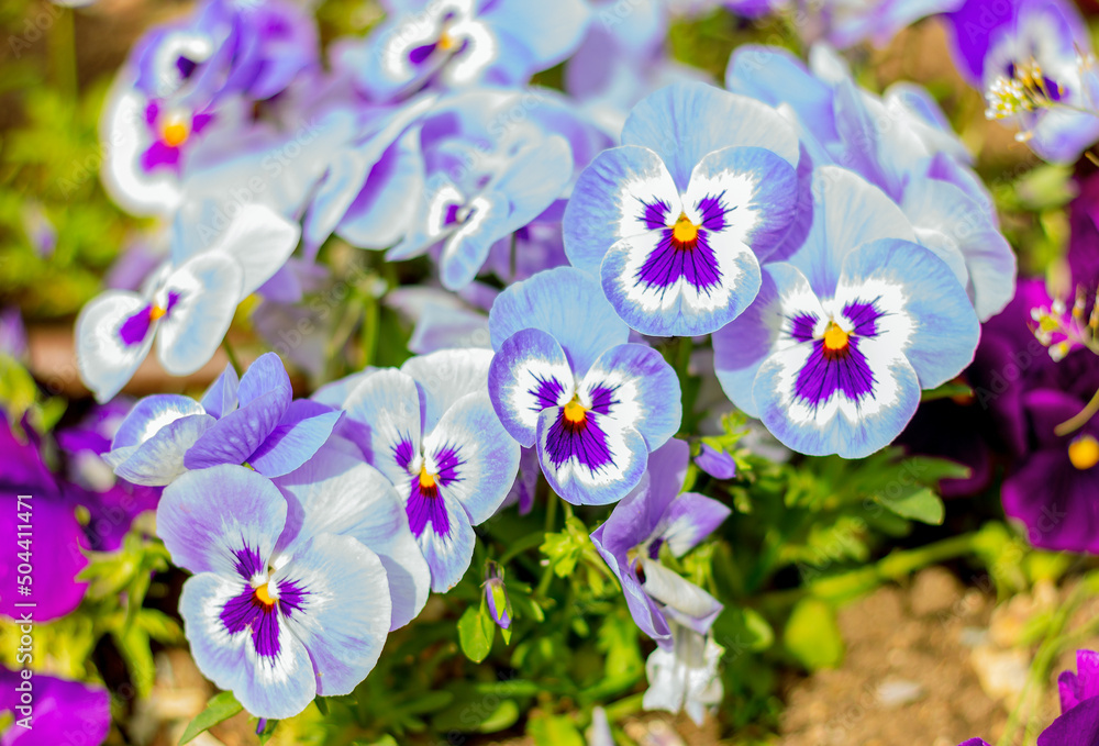 close up of two-tone blue with purple viola flowers on flowerbed in garden close up of two-tone blue with purple viola flowers on flowerbed in garden