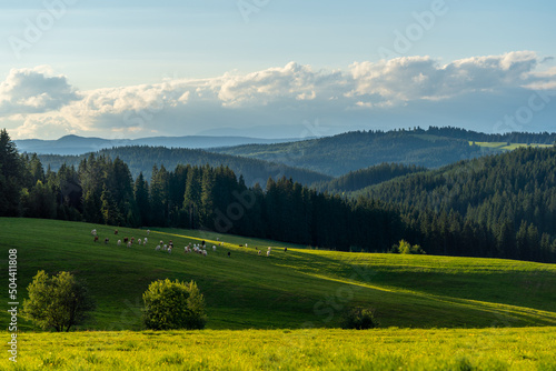 view to the valley and hill of countryside in Horehronie, Slovakia, Europe, rural concept, sunset light