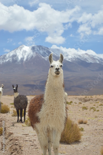 A Lama in the bolivian Altiplano © Jonatan