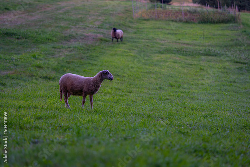 Pasture with sheep in the village. Herd with sheep on a farm in field. Sheep s gaze. Herds in rural area. Ewe during grazing. Forage and Grassland concept. Forages for farm animals. Sheep on grass.