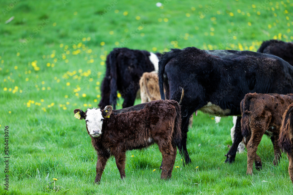 black and white cows