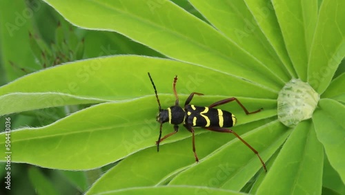 Wasp Beetle, Clytus arietis, on garden plant. Spring. UK photo