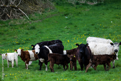 Wallpaper Mural cows in a field Torontodigital.ca