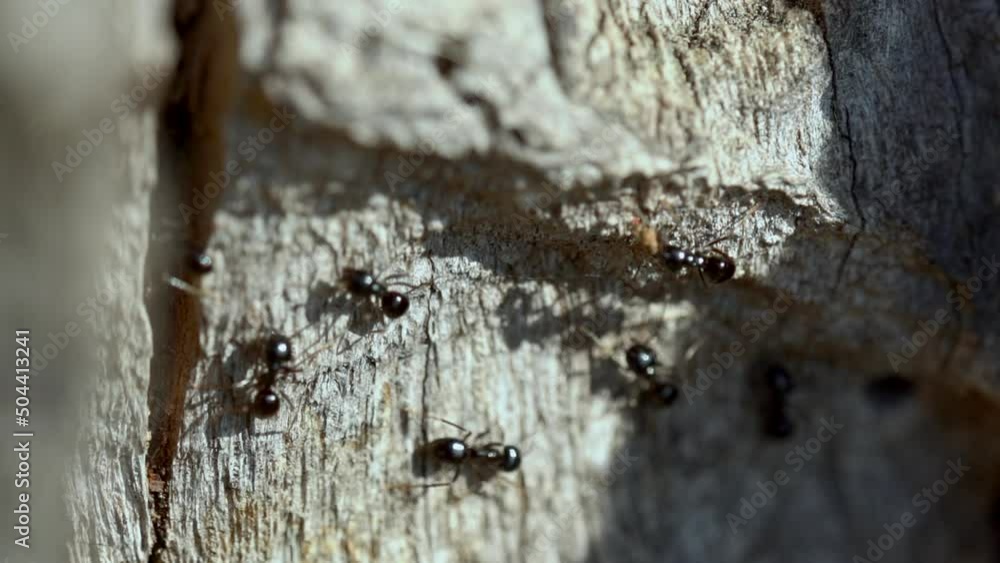 Ants walking on tree bark. Macro shot. Ants walking on tree bark. Macro shot.