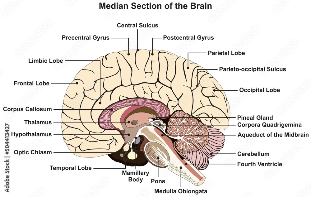 Median section of human brain infographic diagram nervous system anatomy structure and parts vector drawing cartoon illustration cortex lobes chart for medical science education scheme - obrazy, fototapety, plakaty 