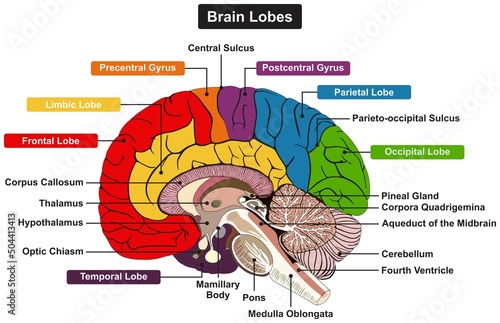 Brain lobes anatomy infographic diagram parts and structure thalamus hypothalamus pineal gland pons medulla oblongata cerebellum central sulcus vector cartoon drawing medical science photo