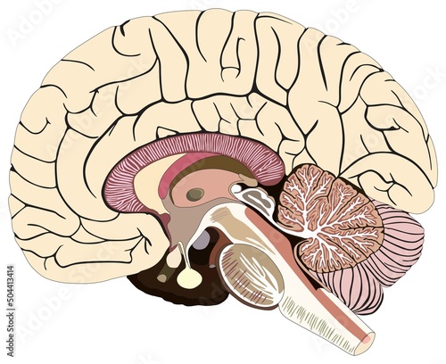 Median section of human brain infographic diagram nervous system anatomy structure and parts vector drawing cartoon illustration cortex lobes chart for medical science education scheme