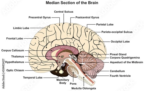 Median section of human brain infographic diagram nervous system anatomy structure and parts vector drawing cartoon illustration cortex lobes chart for medical science education scheme photo
