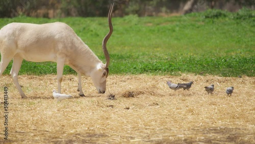Antelope Addax walking on pasture looking for food. Slow motion.  photo