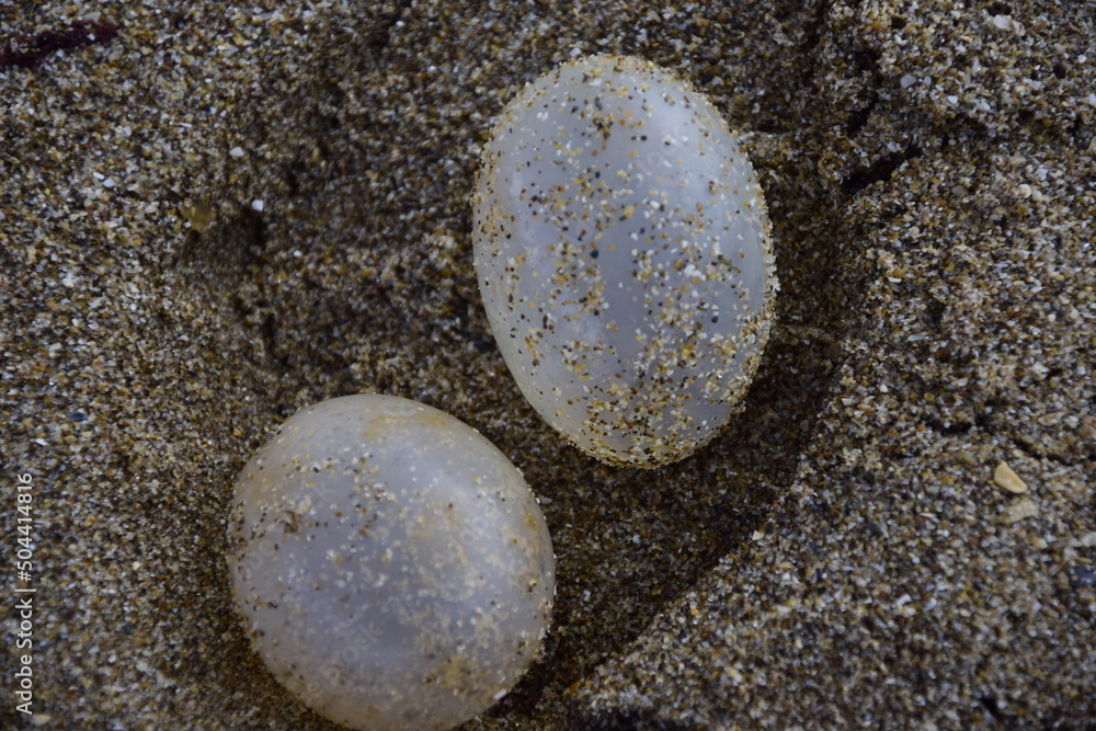 Empty turtle eggs on the most popular beaches of Mar del Plata City. Argentina Empty turtle eggs on the most popular beaches of Mar del Plata City. Argentina