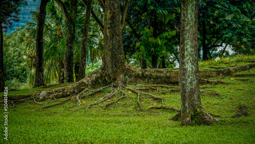 Trees in the KLCC Park in Kuala Lumpur.