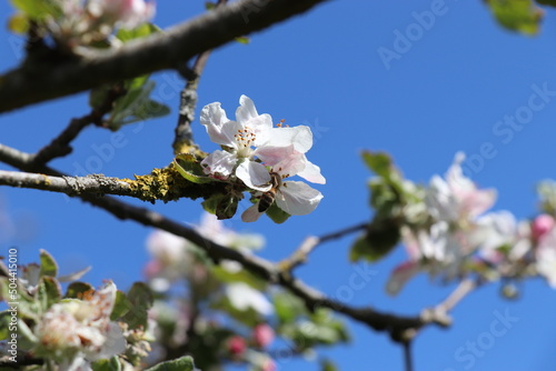 Eine Biene auf einer Apfelblüte vor blauem Himmel