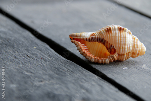 Summer travel concept. Sea shell on an old vintage table.