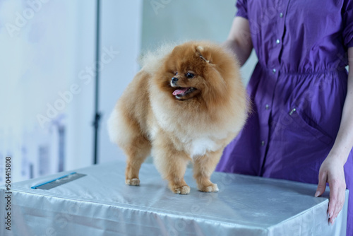 A pomeranian with a double type of wool in a rack on the table after grooming