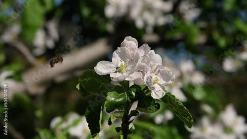 A bee pollinates an apple tree flower