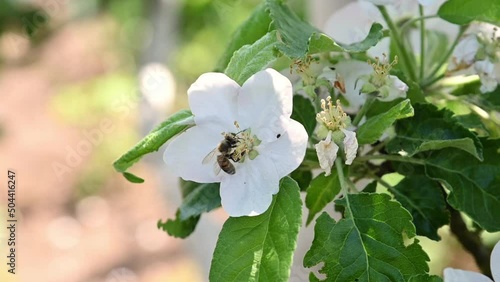 A bee pollinates an apple tree flower