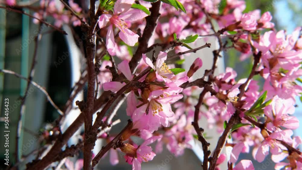 Spring blossom background. Almond branch with flowers sways in the wind on sunny day. Slow motion, vertical format Spring blossom background. Almond branch with flowers sways in the wind on sunny day. Slow motion, vertical format