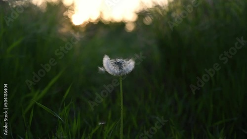 Dandelion in the rays of sunset blows away the wind