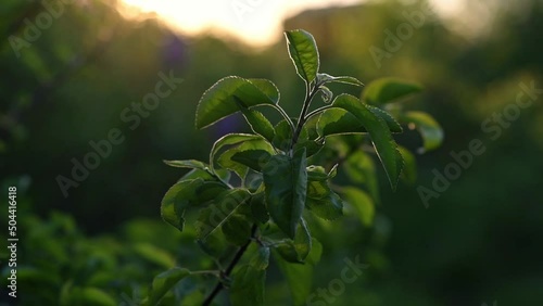 A green branch of the tree stirs in the rays of the sunset